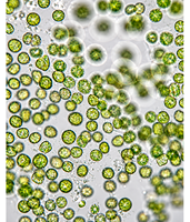 Poudre de chlorophylle, extrait végétal, superaliment vert naturel pour la détoxification, l'immunité, l'énergie et le soutien quotidien de la santé