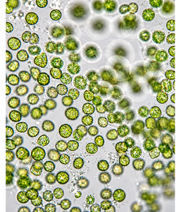Polvo de Clorofila, Extracto de Planta, Superalimento Verde Natural para Desintoxicación, Inmunidad, Energía y Apoyo Diario a la Salud - Product Image 1