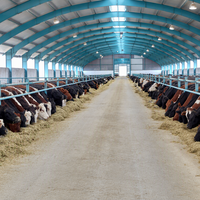 Bâtiment préfabriqué en structure d'acier, maison préfabriquée, hangar agricole, grange pour bétail, moutons, animaux d'élevage, écurie pour chevaux