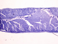 Mixed Tissue & Cell for Students Teaching and Lab Study Middle School Biology Slide Kit 25 Pcs Set Prepared Slides ISO