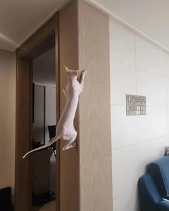 Tự dính Cat Scratch Mat sticker cho Bền Polyester Thảm tàn dư cho mèo leo scratcher và đồ nội thất bảo vệ - Product Image 6