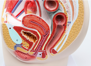 Gelsonlab HSBM-452 Nữ Mô Hình Khung Xương Chậu Với Có Thể Tháo Rời Cơ Quan, Tiết Niệu Hệ Thống Trung Bình <span class=keywords><strong>Sagittal</strong></span> Phần Mô Hình 3 Bộ Phận Kích Thước Cuộc Sống - Product Image 6