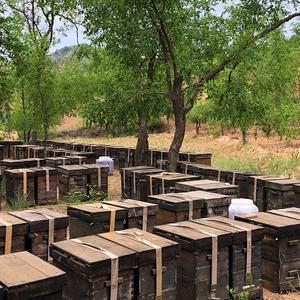 <span class=keywords><strong>Miel</strong></span> brut de Sidr yéménite de haute qualité, certifié HACCP, 100% naturel, en forme liquide, emballage en bouteille, certifié Halal - Product Image 4