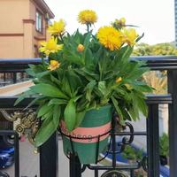 Rak Bunga Gantung Besi Grosir, Rak Tanaman Bulat untuk Pagar Balkon, Tempat Tanaman Sukulen, Dekorasi Rumah dan Taman