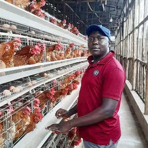 Penjualan Laris Lapisan Kandang Baterai Kandang Peternakan Unggas Peternakan Ayam Lapisan Kandang Unggas