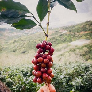 Café en grains verts Arabica Catimor à bon prix, service OEM agricole, café vert du Vietnam, fabricant de produits - Product Image 3