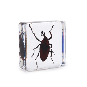 Ressources pédagogiques Spécimen de résine Insecte Taxidermie Résine Artisanat Aides éducatives Bugs Beetle 38*38*14mm - Product Image 6