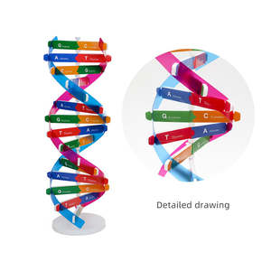 สินค้าขายดี อุปกรณ์การสอนวิทยาศาสตร์ชีวภาพ แบบจำลองโครงสร้างโมเลกุล DNA แบบเกลียวคู่สีสันสดใส ของเล่น - Product Image 5