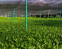 Filet pare-soleil noir tricoté respirant résistant aux UV, enroulable, pour la protection des plantes et des vergers