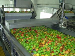 Línea <span class=keywords><strong>de</strong></span> Producción <span class=keywords><strong>de</strong></span> Concentrado <span class=keywords><strong>de</strong></span> Jugo <span class=keywords><strong>de</strong></span> Manzana con Pasteurizador <span class=keywords><strong>y</strong></span> Clasificador Automático <span class=keywords><strong>de</strong></span> <span class=keywords><strong>Frutas</strong></span>, Material SUS304/SUS316 - Product Image 1