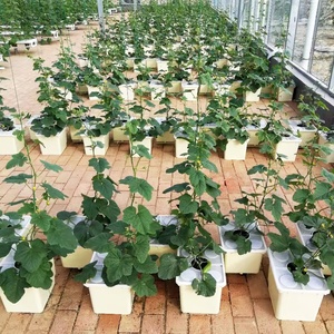 Small Hydroponic Growing System with Bato Bucket Drip Irrigation Dutch Bucket - Product Image 4