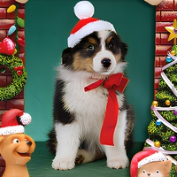 Lumière Chien & Chat Thème De Noël Cadre Photo