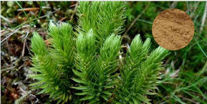 Экстракт пальмы сереноа (Сав-Палмито) с содержанием жирных кислот 25% и 45%, соотношение 10:1, по стандарту качества ЕС, прямые поставки с завода - Product Image 5