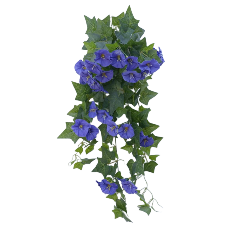Gloire du matin (bleu violet)