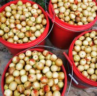 Verse Dadels/Verse Dongzao Jujube Vruchten Hoge Kwaliteit Voor Verkoop
