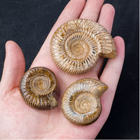Coquille d'ammonite Pavlovia en cristal marin naturel blanc, spécimen de géode, ornement pédagogique pour salle de classe scientifique et musée