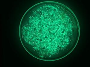 Siêu cao sáng photoluminescent <span class=keywords><strong>Glow</strong></span>-in-<span class=keywords><strong>Dark</strong></span> bột nhựa nhiệt dẻo nóng chảy phản chiếu đường đánh dấu sơn cho lớp phủ sắc tố - Product Image 3