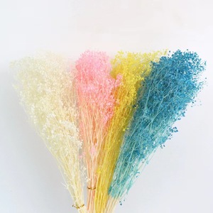 Usine nouveau produit préservé fleur séchée <span class=keywords><strong>Dream</strong></span> Star pour la maison/mariage/parc/décoration de fête - Product Image 2