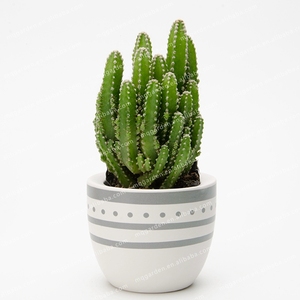 Pot de plantes succulentes en céramique, Pot de fleurs succulentes, <span class=keywords><strong>Cache</strong></span>-Pot, vente en gros - Product Image 3