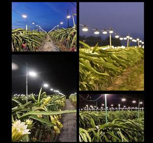 Luci LED per Coltivazione a Spettro Completo 18W per Frutta <span class=keywords><strong>del</strong></span> <span class=keywords><strong>Drago</strong></span>, Fragole, Verdure, Lampadina LED per Serra con Corpo in Alluminio e PVC per Fioritura - Product Image 6