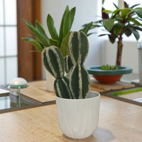 Fabrieksgroothandel 4 inch succulenten pot, op maat gemaakte imitatie keramiek plastic tuin buiten goedkope prijs plastic potjes