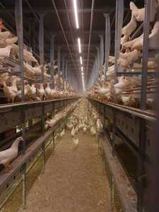 LED DC <strong>Light</strong> for IP69K Welfare <strong>Cage</strong> System Farm Lighting Equipment for Layers Product Type LED Poultry <strong>Light</strong> IP67 - Product Image 3