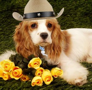 Creatieve <span class=keywords><strong>Mini</strong></span> Honden Westerse Cowboyhoed Schattige Ster Pet Pet Mode Pet Accessoires Voor Huisdieren - Product Image 5