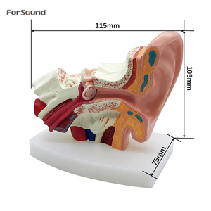 หูกายวิภาคประดิษฐ์หูรุ่นสำหรับแสดง CIC ที่มองไม่เห็นเครื่องช่วยฟังขนาดเล็ก - Product Image 1