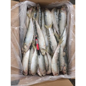 Sardinas Congeladas a Bajo <span class=keywords><strong>Precio</strong></span>, 6-7/9-10 Piezas/<span class=keywords><strong>kg</strong></span>, Venta al Por Mayor - Product Image 1