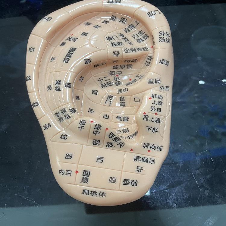 Tympan haute définition de 18 cm (un)