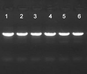 Tinzyme <span class=keywords><strong>PCR</strong></span> Plus Master Mix PCM42 Dye, Enzima de Inicio Rápido, Anticuerpos Modificados, 99% de Pureza, Reactivos Específicos para <span class=keywords><strong>PCR</strong></span> de Alta Especificidad - Product Image 2