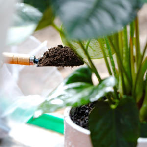 Terreau en poudre pour plantes vertes <span class=keywords><strong>fleurs</strong></span> succulentes pour la plantation et l'élevage de semis - Product Image 3