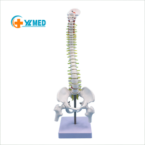 מודלים אנטומיים בגודל טבעי באיכות גבוהה מ-PVC, חינוכיים, אחריות לשנה, הכשרת אחיות, תיקון עמוד שדרה, עמוד שדרה, אגן, עצם הירך - Product Image 1