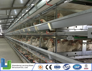 Mesin unggas ayam Broiler perternakan dengan makanan otomatis - Product Image 5