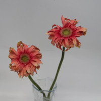 Bunga Gerbera Premium Potongan Segar untuk Dekorasi Buket  Berbagai Varietas Menampilkan Kepala Bunga Besar Berwarna-warni 5 Bunga Potongan Terbaik di Dunia