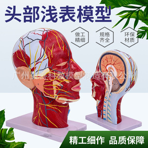 Anatomie sagittale de la tête ; anatomie de la tête et du cou ; modèles otolaryngologiques ; modèles cérébraux ; modèles de tête en vue superficielle. - Product Image 4
