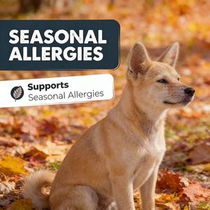 Friandises pour la prise de masse musculaire chez le chien - Gain de poids, récupération de la force, renforcement musculaire, santé immunitaire, santé globale, haute teneur en protéines - Product Image 4