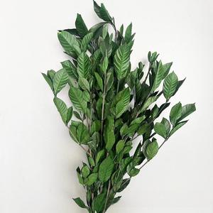 10ชิ้นขายส่งจริงสัมผัสธรรมชาติแห้งสีเขียวดอกไม้ที่เก็บรักษาใบ <span class=keywords><strong>Dracaena</strong></span> <span class=keywords><strong>sanderiana</strong></span> ใบไม้ Ruscus ตกแต่งงานแต่งงานคริสต์มาส - Product Image 2