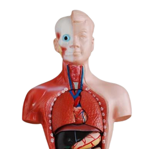 ADA modelo médico 26CM Torso 15 piezas y 42CM Torso masculino 13 piezas para demostración de enfermedades herramienta de enseñanza médica - Product Image 3