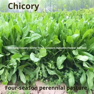 Graines d'herbe de seigle, huile sauvage, pâturage quatre saisons, luzerne, <span class=keywords><strong>chicorée</strong></span> résistante au froid, haut rendement, bétail, moutons, poulets, oies, poissons, herbe - Product Image 4