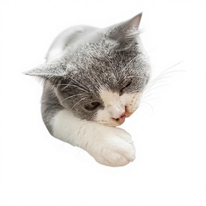 Tapis d'alimentation pour animaux de compagnie en silicone souple antidérapant à motif de pattes, durable, pliable, facile à nettoyer, matériau de qualité alimentaire, pour bols d'alimentation - Product Image 1