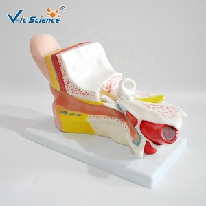 Modè<span class=keywords><strong>le</strong></span> d'oreille humaine <span class=keywords><strong>3D</strong></span> avancé <span class=keywords><strong>en</strong></span> plastique pour l'enseignement médical, avec points d'acupuncture, modè<span class=keywords><strong>le</strong></span> de <span class=keywords><strong>corps</strong></span> <span class=keywords><strong>humain</strong></span> - Product Image 4