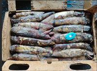 Cumi-cumi Laut India Beku Grosir Cumi-cumi Laut India Berkualitas Tinggi Ekspor Makanan Laut Cumi-cumi Beku 100-300g
