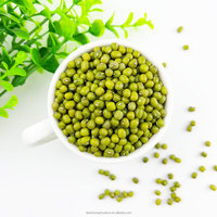 Vente en gros de pousses de haricot mungo et de haricots verts séchés de qualité supérieure, emballage en vrac de 25 kg pour usage alimentaire à prix compétitif