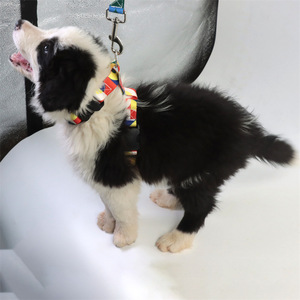 Ensemble de laisses réglables pour chiens et chats de taille moyenne avec conception anti-rupture, options multicolores - Product Image 1