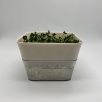 Plateau de germination pour graines de haricot biologiques en culture fraîche Microgreens d'intérieur avec trous de drainage