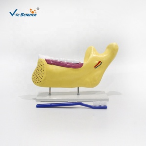 Modelo de Anatomía Dental y Molares para Consultorio Dental, Modelo de Demostración Dental, Modelo de Estudio de Implantes Dentales, Anatomía Dental - Product Image 2