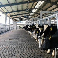 Revêtement de sol stable pour l'agriculture et tapis antidérapant pour vaches, passerelle en caoutchouc durable pour les vaches