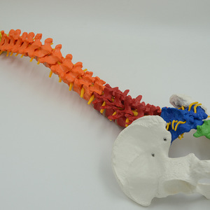 Modèle de colonne vertébrale coloré pour adultes, pour l'enseignement médical en dermatologie ; modèle de structure de la colonne vertébrale et de la pelvis humaines courbées - Product Image 2