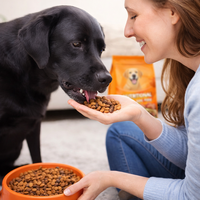 Vente en gros de croquettes sèches pour chiens riches en protéines, en vrac, étiquette privée OEM disponible